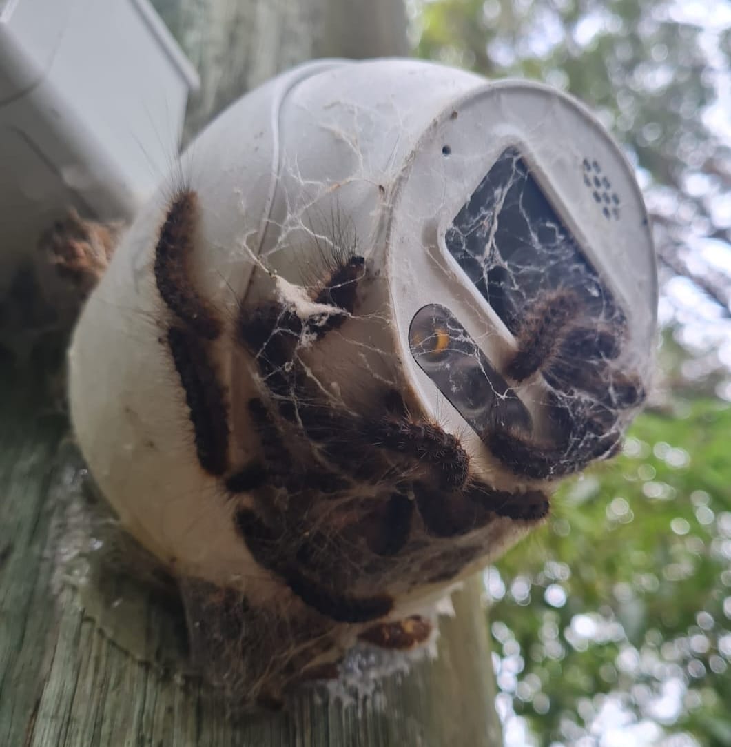 TVT AI CCTV camera covered by caterpillars and webbing in the Blue Mountains